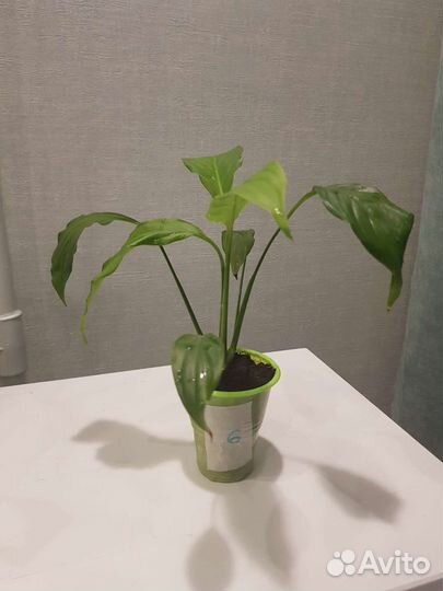 Спатифиллум
