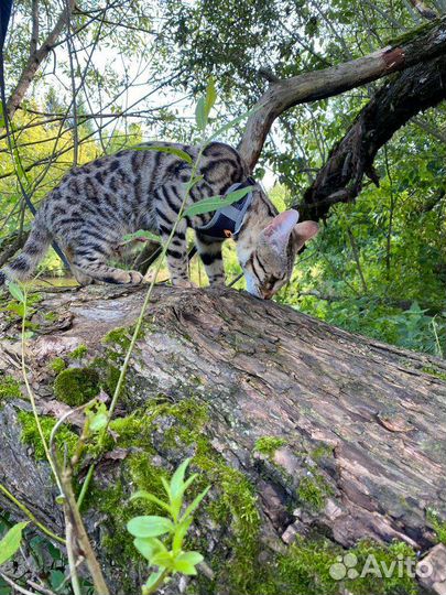 Бенгальская кошка стерелизованная