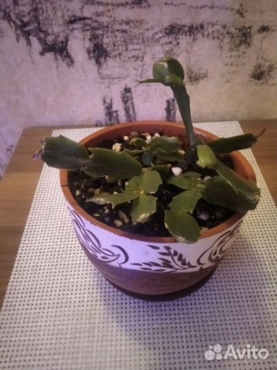 Декабрист Шлюмбергера Зигокактус