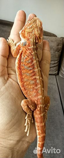 Бородатая агама (лат. Pogona vitticeps)