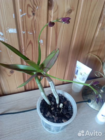 Сансиеверии и Дендробиум