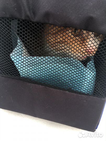 В кота стреляли