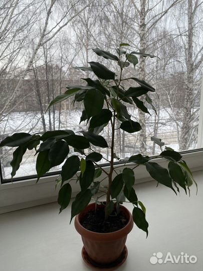 Фикус бенджамина