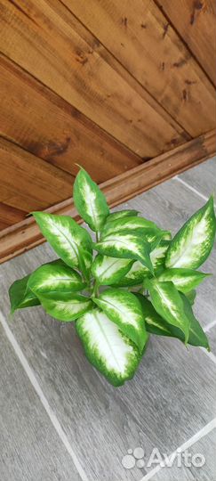 Диффенбахия