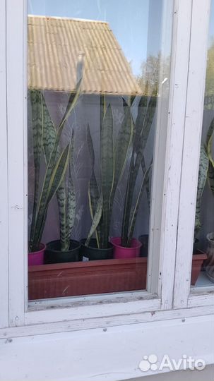 Сансевиерия