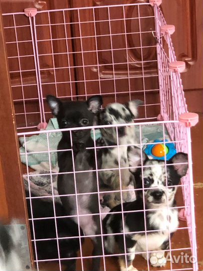 Чихуахуа мини девочка