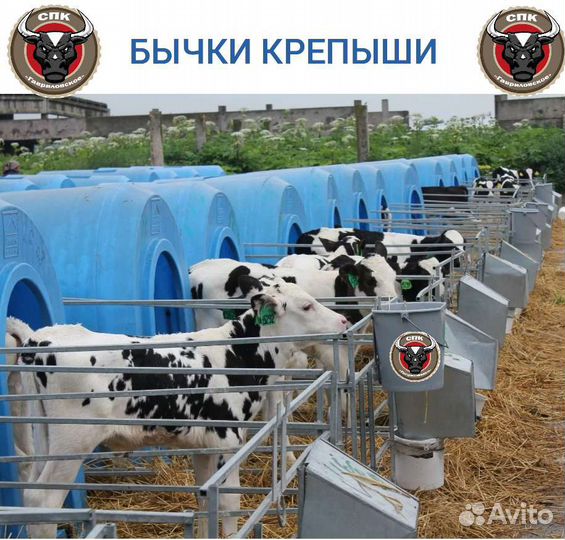 Бычки на откорм