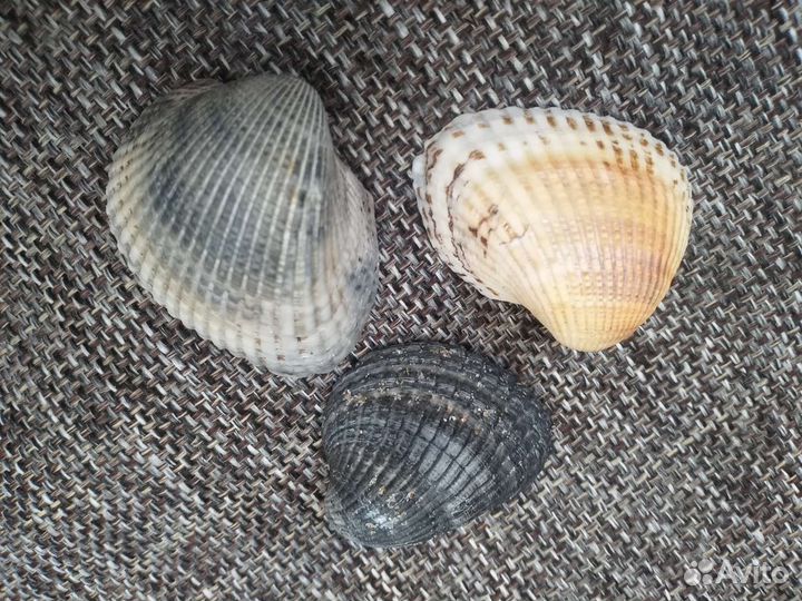 Морские ракушки