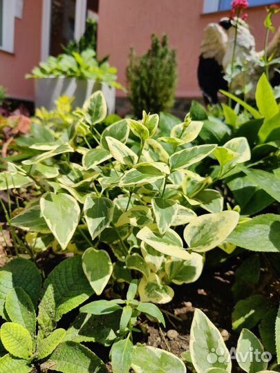 Клематис розовый,Барвинок, бересклет,агава пестрая