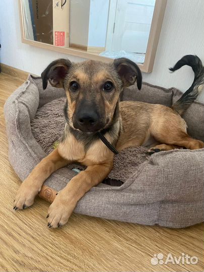 Собака девочка