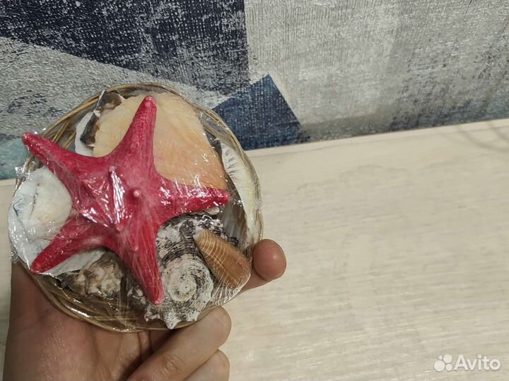 Ракушки, морская звезда