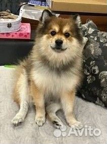 Игрушки по фото питомца на заказ