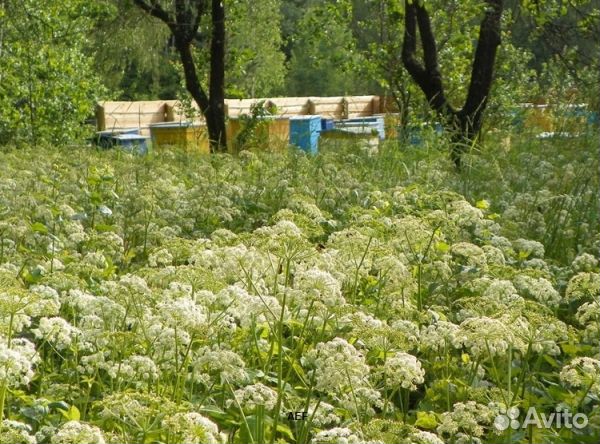 Мед 2024 года натуральный опт