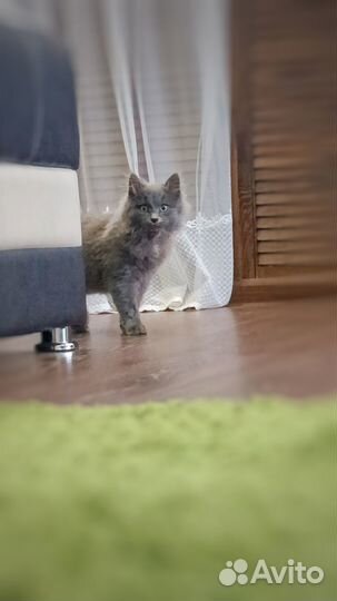Британские котята