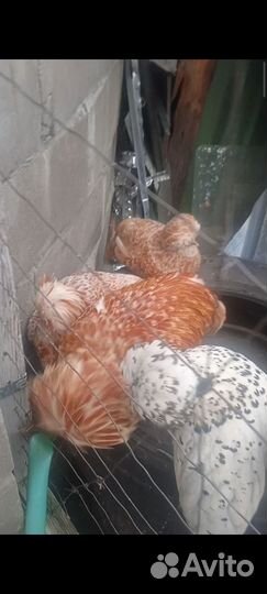 Куры петухи