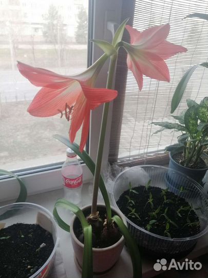 Гиппеаструм красный