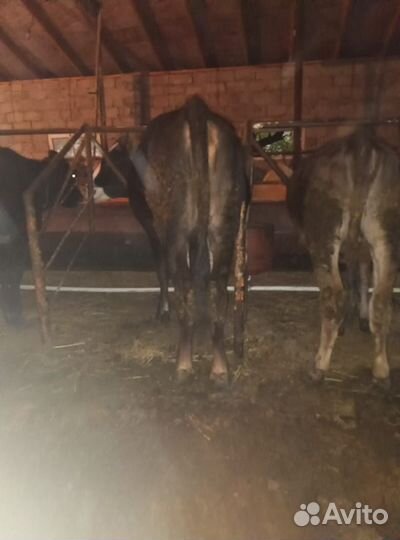 Коровы и телки