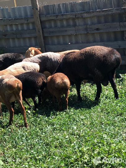 Гиссарские овцы