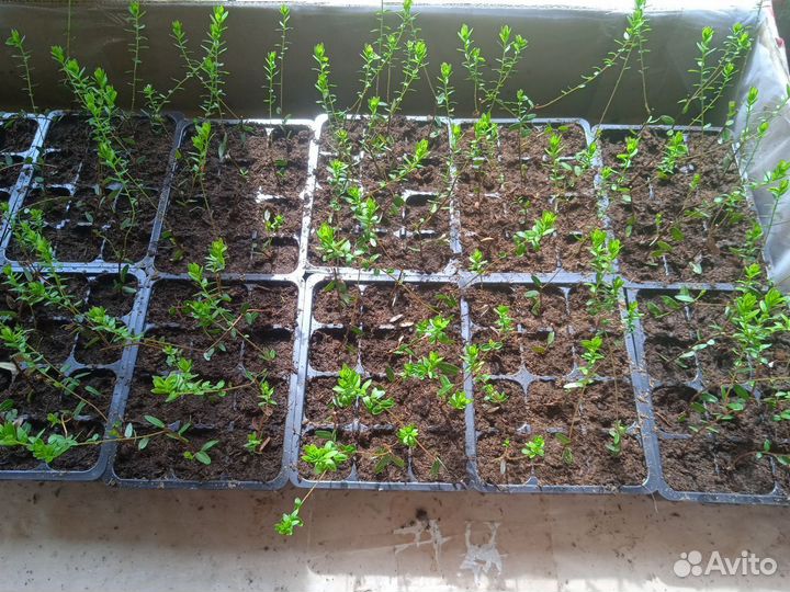 Клюква Стивенс