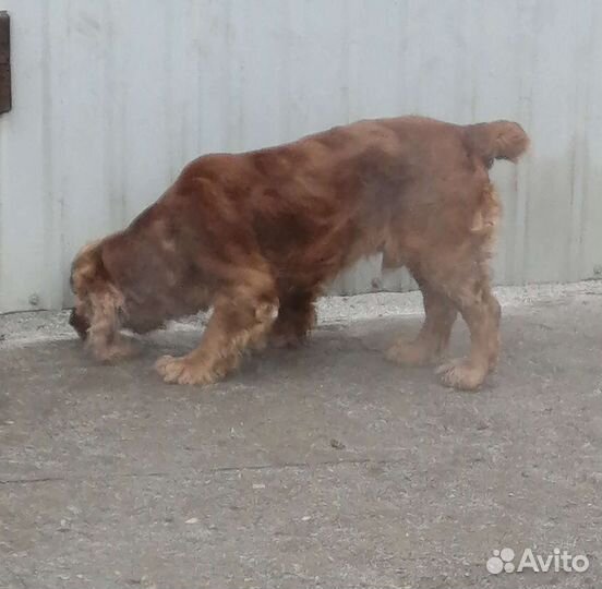 Кокер спаниель