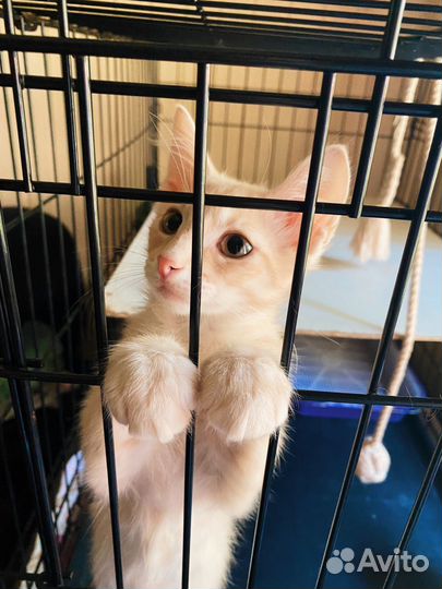 Рыжий котёнок с редкой уникальной мордочкой 3 мес