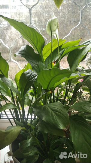 Спатифиллум