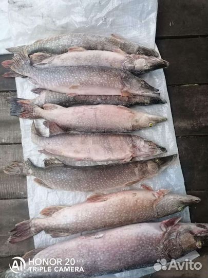 Щука с Оби свежемороженная