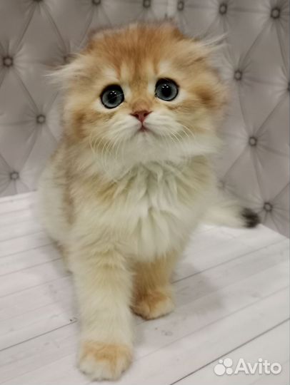 Шотландский мальчик