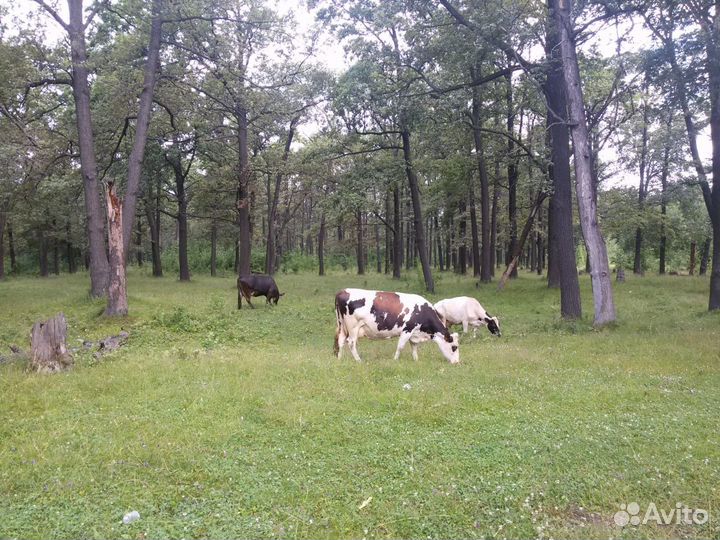 Навоз от своих коров