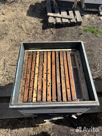 Продам пчелосемьи, Медогонку, Рамки