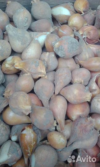 Луковицы тюльпанов