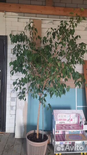 Бенджамина фикус большой 8000