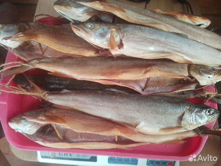 Рыба Император Таëжных Рек