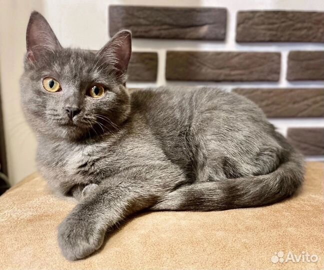 Кошечка 5 месяцев