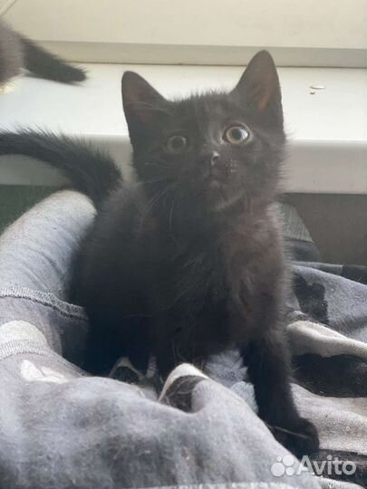 Черный котенок мальчик в добрые руки