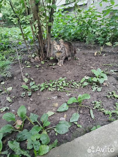 Пушистая трёхцветная кошечка