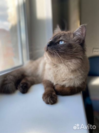 Сиамский кот
