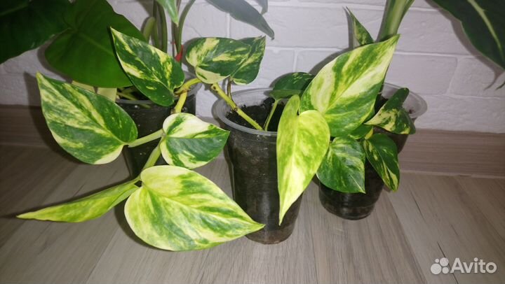 Цветы набором