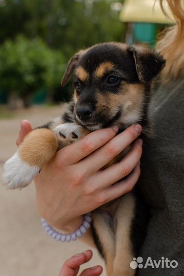 Щенок девочка в добрые руки