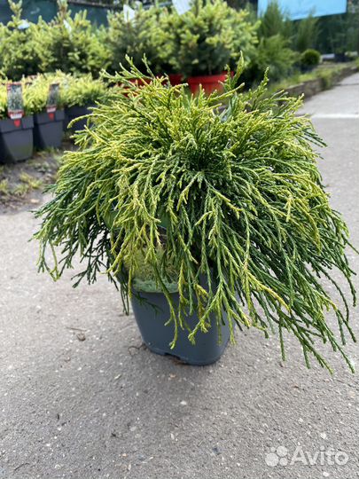 Кипарисовик Санголд