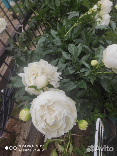 Пеларгония герань