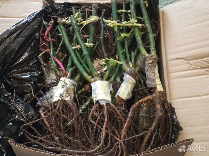 Кустовые розы саженцы