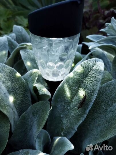 Цветы почвопокровники,герань садовая, чистец