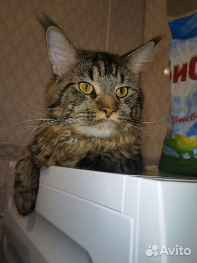 Кот мейн-кун вязка