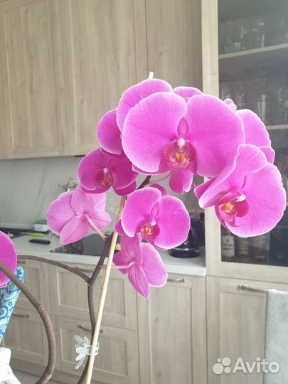 Орхидея фаленопсис