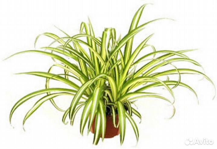Хлорофитум. Горшок