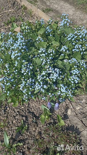 Садовый мак, бруннера, каменная роза