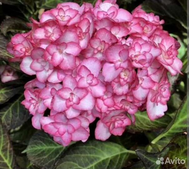 Гортензия крупнолистная - Мисс Саори