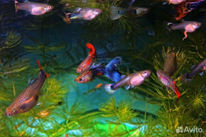 Рыбки Гуппи