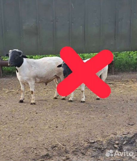 Бараны дорпер